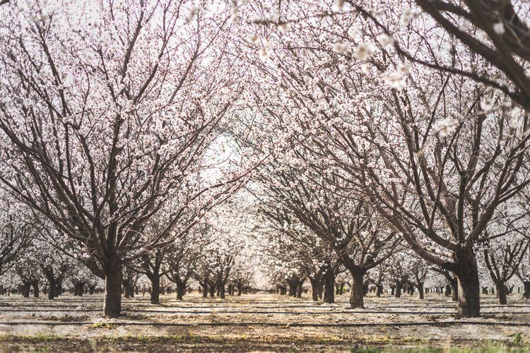 108th Annual Capay Valley Almond Festival