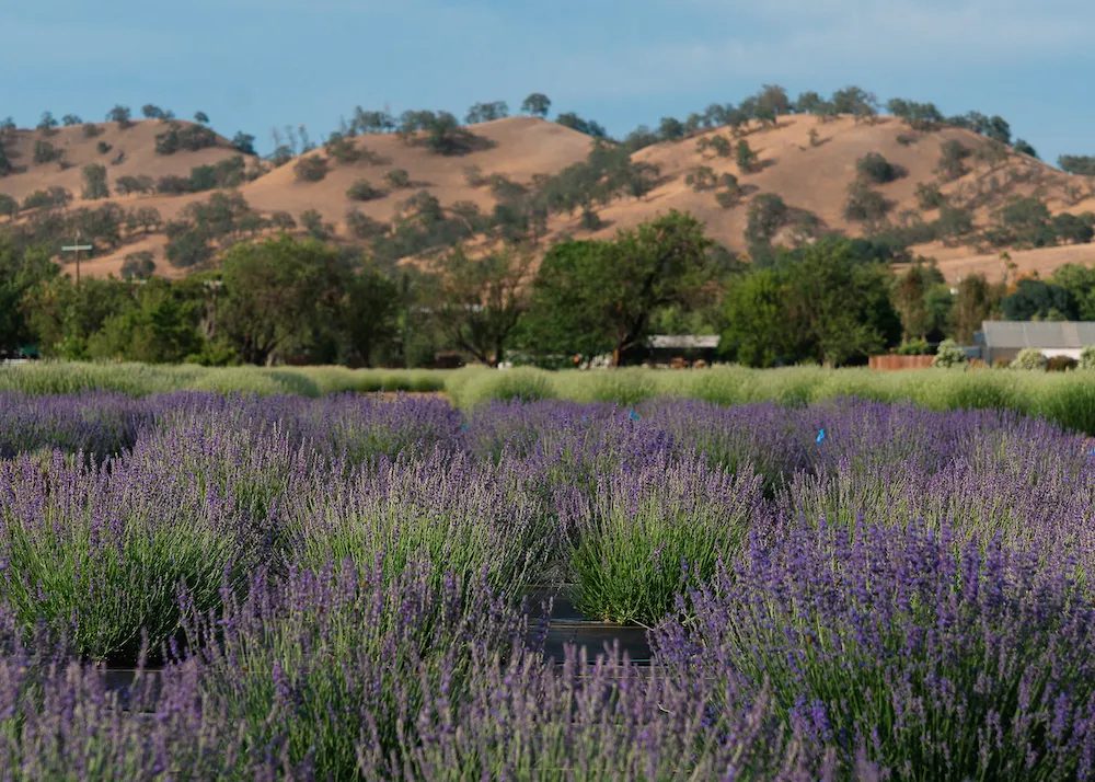 dtmavisityololavenderfarm-14