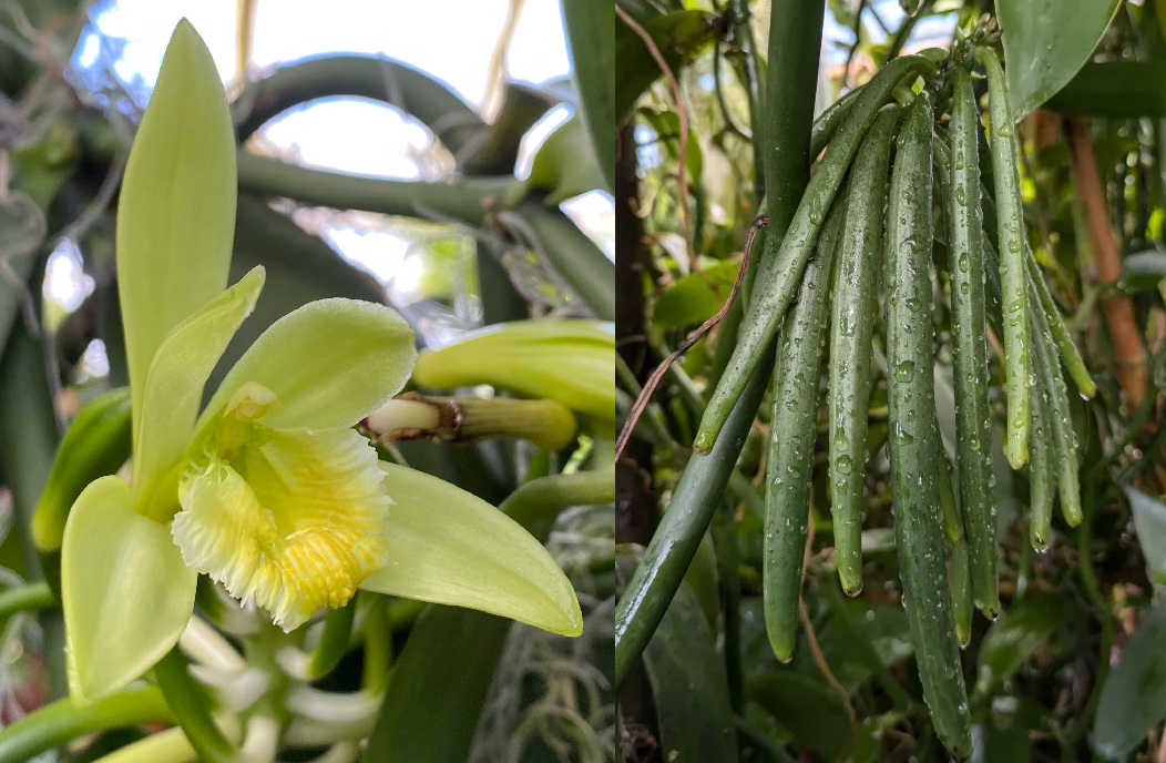 Night at the Conservatory: Vanilla Morphology, Pollination and Cultivation