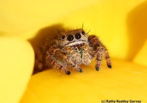 KKGjumping spider under 10 KB