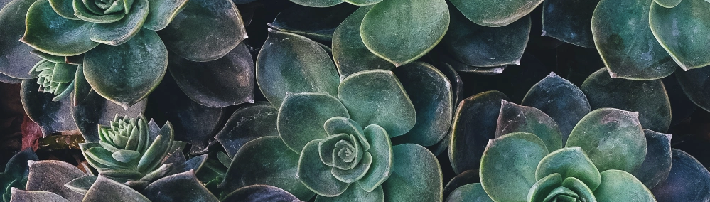 Photography Club of Davis